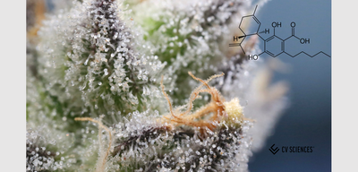 WHAT IS CBDA AND WHAT DOES IT DO?